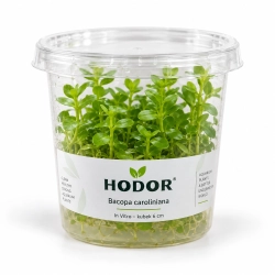 Bacopa caroliniana – In Vitro – kubek 6 cm
