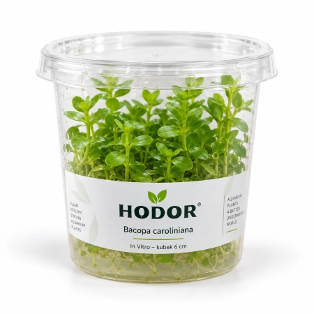 Bacopa caroliniana – In Vitro – kubek 6 cm