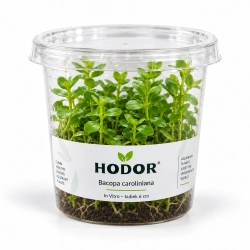 Bacopa caroliniana – kubek z aktywnym podłożem 6cm