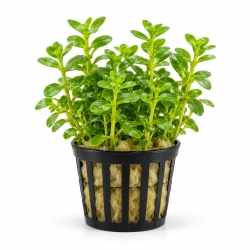Bacopa caroliniana – koszyk