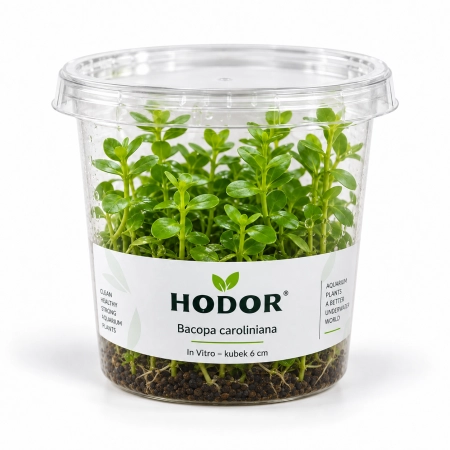 Bacopa caroliniana – kubek z aktywnym podłożem 6cm