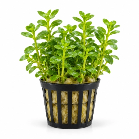 Bacopa caroliniana – koszyk